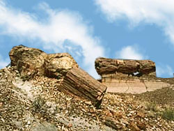 forêt de bois pétrifié In Ghar - In Salah